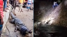 অবশেষে ফাঁদে ধরা পড়লো সেই কুমিরটি
