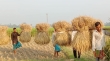 বাজারে উঠতে শুরু করেছে আমন ধান, দামে খুশি কৃষক